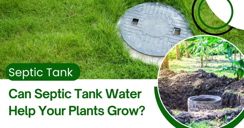 Can Septic Tank Water Help Your Plants GrowSeptic Tank
