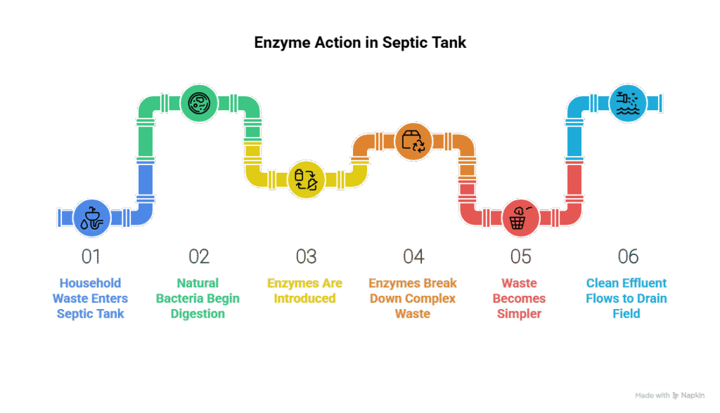 How Enzymes Work in Your Septic Tank? (Step-by-Step)